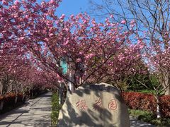 -高东镇樱花园