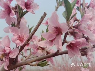 鸡汤喝一碗，走起桃花朵朵开