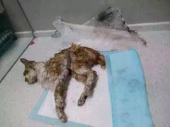 盛京一禾-盛京一禾