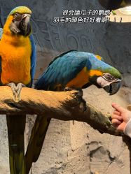 -Zoolung Zoolung动物主题公园(海信广场店)