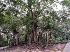 -中国科学院西双版纳热带植物园