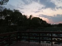 -新江湾城公园