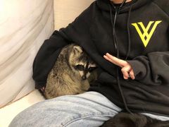 -浣熊柯尔鸭土拨鼠·电玩咖