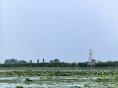 -白洋淀景区