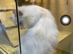 -猫十亿·布偶金渐层·曼基康矮脚猫舍(青年路店)