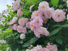 -无锡师范学校附属小学(学前街校区)