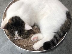 -瞄一喵猫咖(格力海岸店)