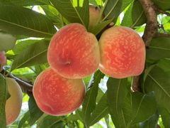 -老袁家蜜桃农场·阳山水蜜桃