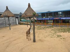 -西霞口神雕山野生动物世界