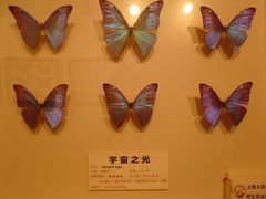 -上海大自然野生昆虫馆