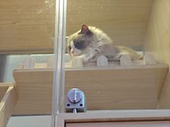 -爪爪喵星球·猫舍(前海卓越店)