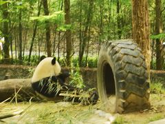 -都江堰中华大熊猫苑