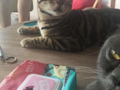 -泰国佛·塔罗·泰牌狐仙古曼