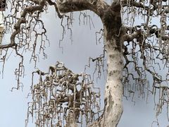 -深圳仙湖植物园