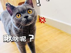 -有喵·猫咖·狗咖·40+猫狗有小奶狗(岗厦店)
