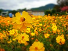 -玫瑰海岸文化旅游度假区