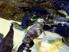 -上海海洋水族馆