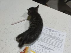 -瑞鹏瑞爱宠物医院·全科·猫科·血液透析中心(龙头寺店)