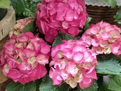 -双季花艺园艺市场(浦东店)