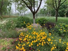 -昆山城市生态森林公园