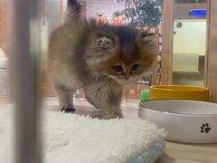 -屋虎猫馆(宝安大仟里店)