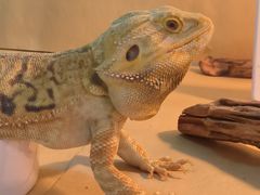 -喵园·猫主题咖啡厅·撸猫·猫咖(国贸店)