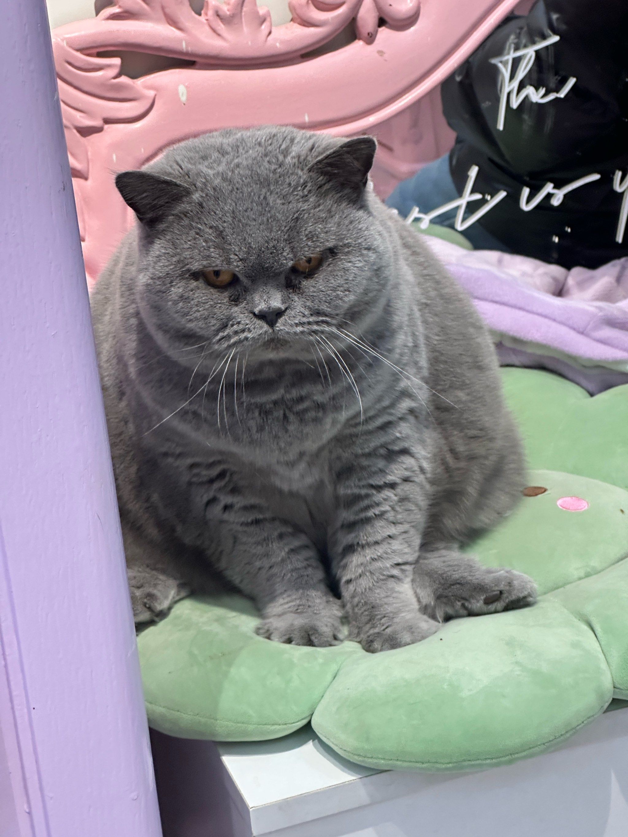 这只心思缜密的蓝胖子