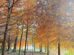 -上海海湾国家森林公园