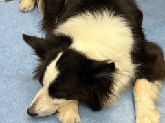 -博特宠物医院24h犬猫全科.骨科·异宠