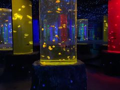 -锦艺城海洋馆