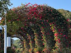 -东莞植物园