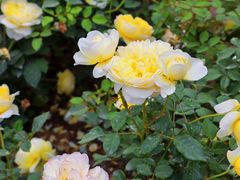 -人民公园(罗湖区)