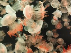 -海合安青岛极地海洋公园