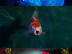 -西安曲江海洋极地公园