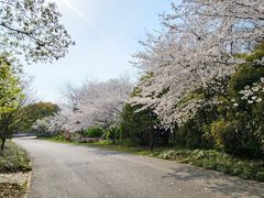 -上海滨江森林公园