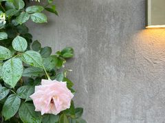 -Bamboo Today Cafe(国创园店)