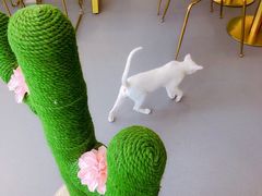 -飞行喵MR PILOT|猫舍·猫咖(静安大融城店)