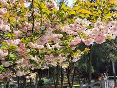 -洛阳白马寺
