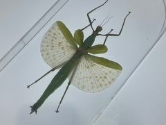 -上海昆虫博物馆