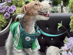 -J Create城市露营咖啡·简餐·宠物(上海动物园店)