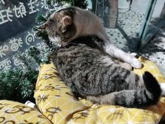 -喵屿·大理花园猫咖