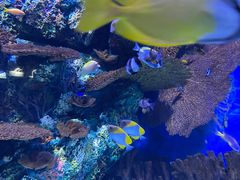 -上海海洋水族馆