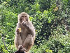 -西双版纳原始森林公园