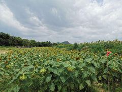 -光明小镇欢乐田园