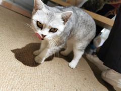 -more than meow吴止猫主题餐厅(承德 中船汇店)