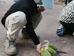 -灵玲国际马戏城