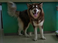 -瑞鹏宠物医院·骨科·猫科·内科(第一中心)