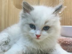 -屋虎猫馆(宝安大仟里店)