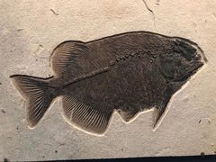 -湖南省地质博物馆