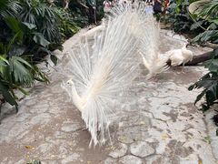-广州长隆野生动物世界
